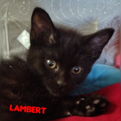 Photo of Lambert
