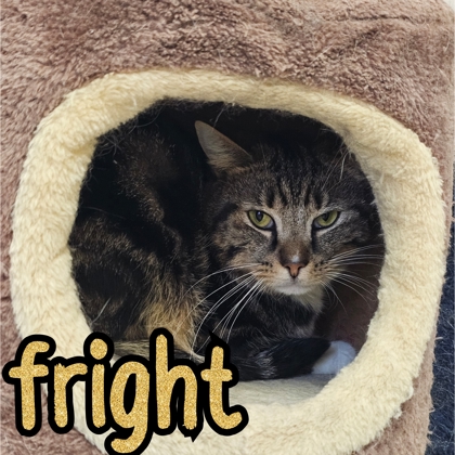 Photo of Fright