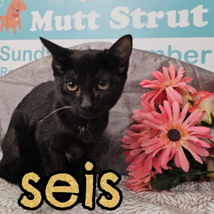 Photo of Seis
