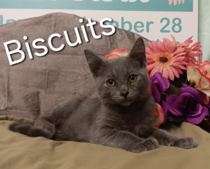 Photo of Biscuits