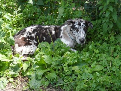 great dane basset mix
