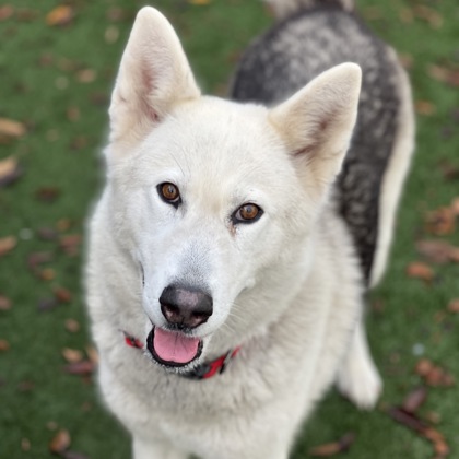 Adoption Welcome Home Kits - Sacramento SPCA