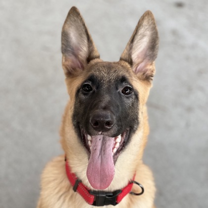 Adoption Welcome Home Kits - Sacramento SPCA