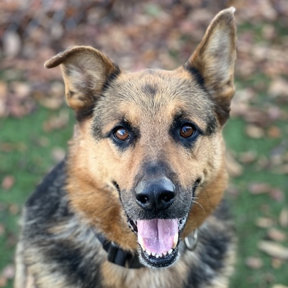 Adoption Welcome Home Kits - Sacramento SPCA