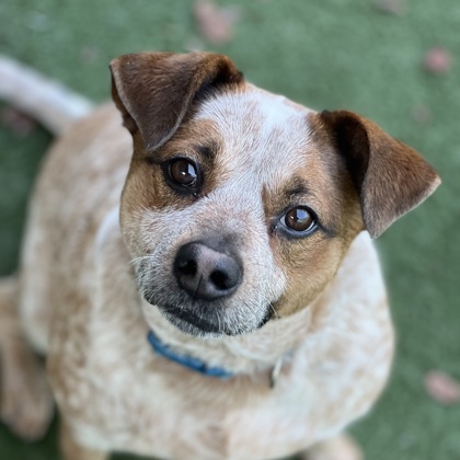 Queensland Heeler Rescue Sacramento