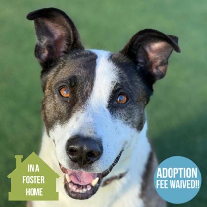 Joy, adoptable senior dog