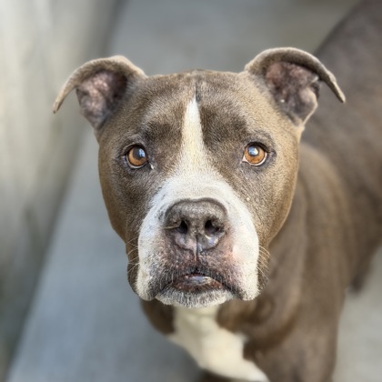 Mackie, adoptable senior dog