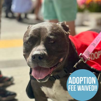 Stella, adoptable senior dog