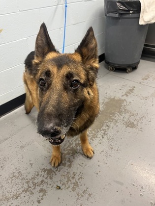 Yago, adoptable senior dog