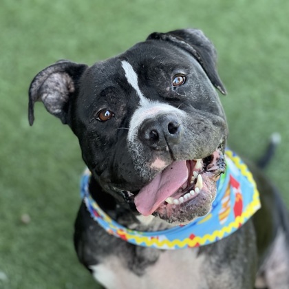 Bernard, adoptable senior dog