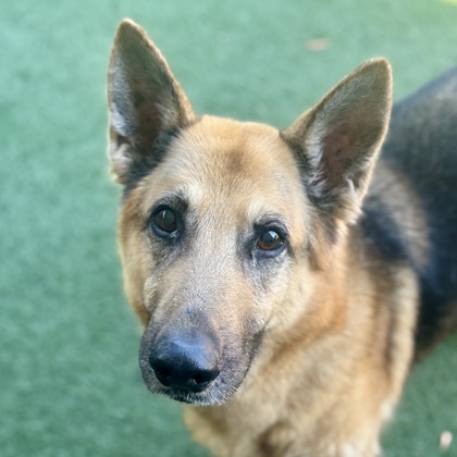 Cookie, adoptable senior dog