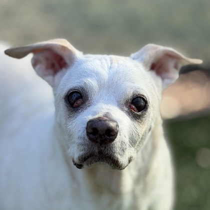 Chewy, adoptable senior dog