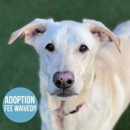 Spirit, adoptable senior Retriever, Labrador/German Shepherd