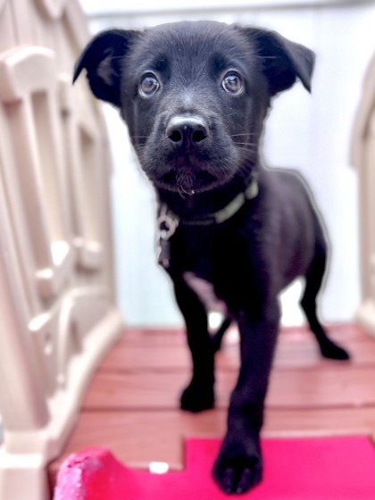 View Jetson the Dog Photo #3