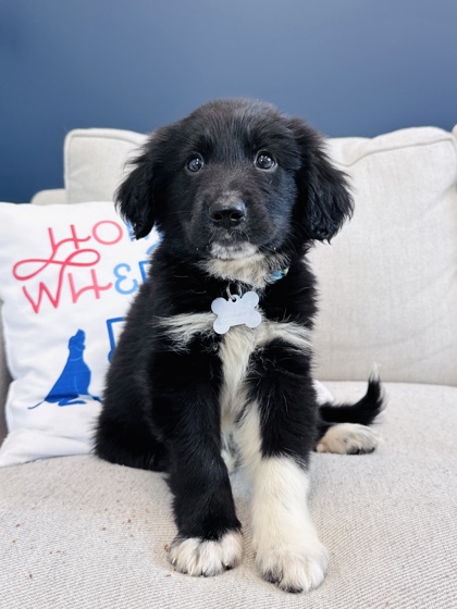 View Tally the Dog Photo #2