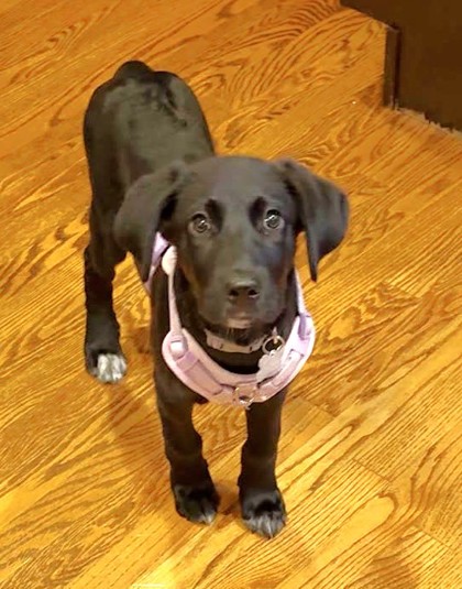 Photo of Amaya