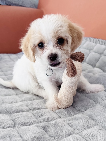 View Anitta the Dog Photo #2