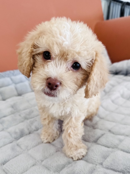 Photo of Gertie