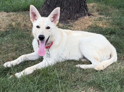 Photo of Thor