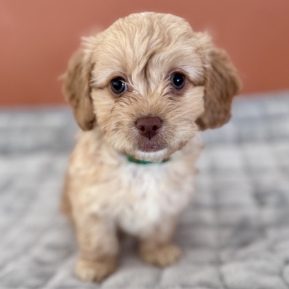 Photo of Maeve