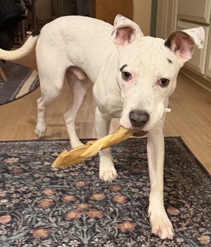 View Mello the Dog Photo #2