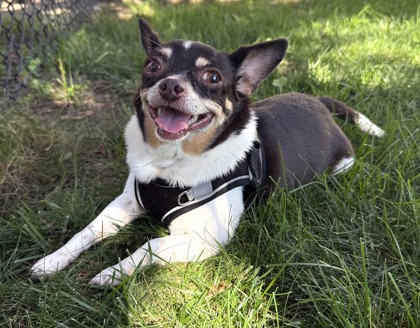 Photo of Rosie