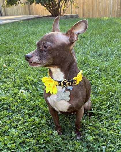 View Pumpkin Spice the Dog Photo #3