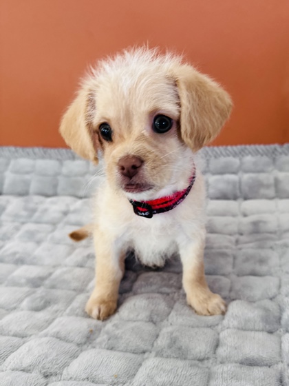 View Thumper the Dog Photo #2