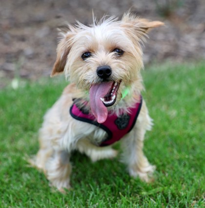 View Chai the Dog Photo #2