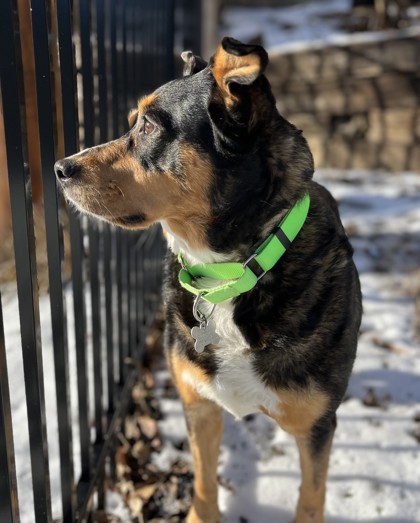 View Izzy the Dog Photo #3