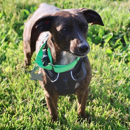 View Keena the Dog Photo #3