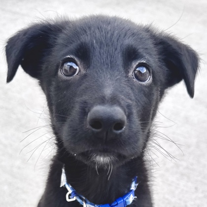 Photo of Linus