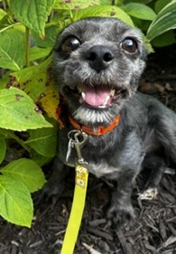 View Leia the Dog Photo #2