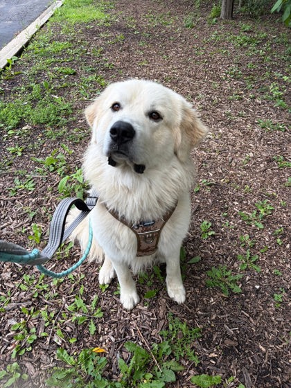 View Beau the Dog Photo #2