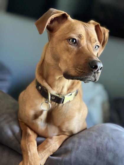 View Benvolio the Dog Photo #2