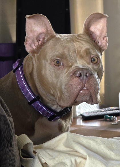 View Sammey the Dog Photo #2