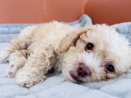 View Gertie the Dog Photo #3