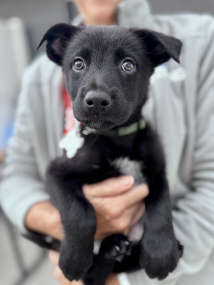 View Jetson the Dog Photo #2