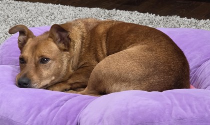 View Fifa the Dog Photo #3