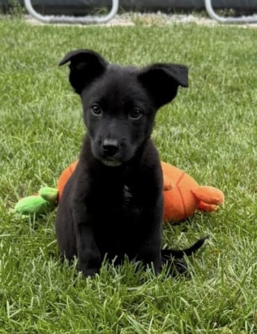 Photo of Ziggy