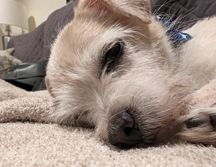 View Honeybunch the Dog Photo #2