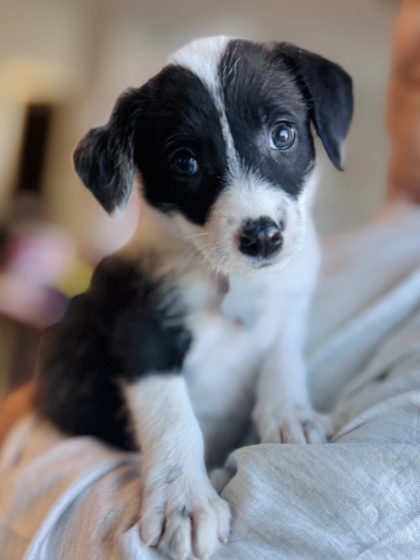 View Oreo the Dog Photo #2