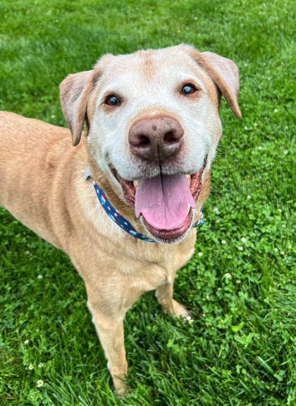 View Charlamagne the Dog Photo #3