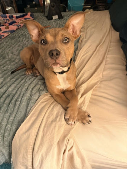 Photo of Moxie