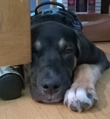 View Pj the Dog Photo #2