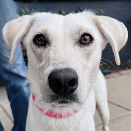 Photo of Nilla