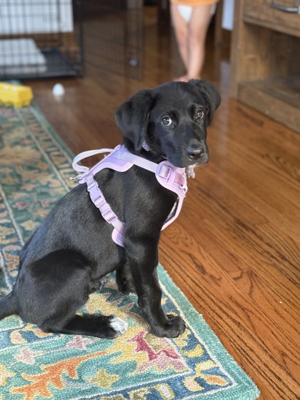 View Amaya the Dog Photo #2