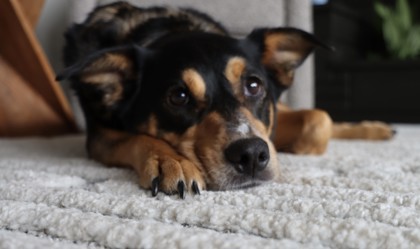 View Izzy the Dog Photo #3