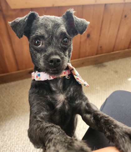 Photo of Nyla