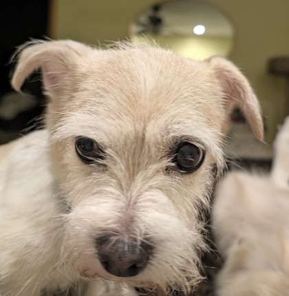 Honeybunch - Dog
